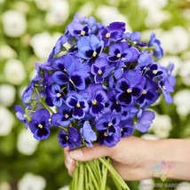 200 Swiss Giants Ullswater Pansy (Viola) Seeds - $9.99