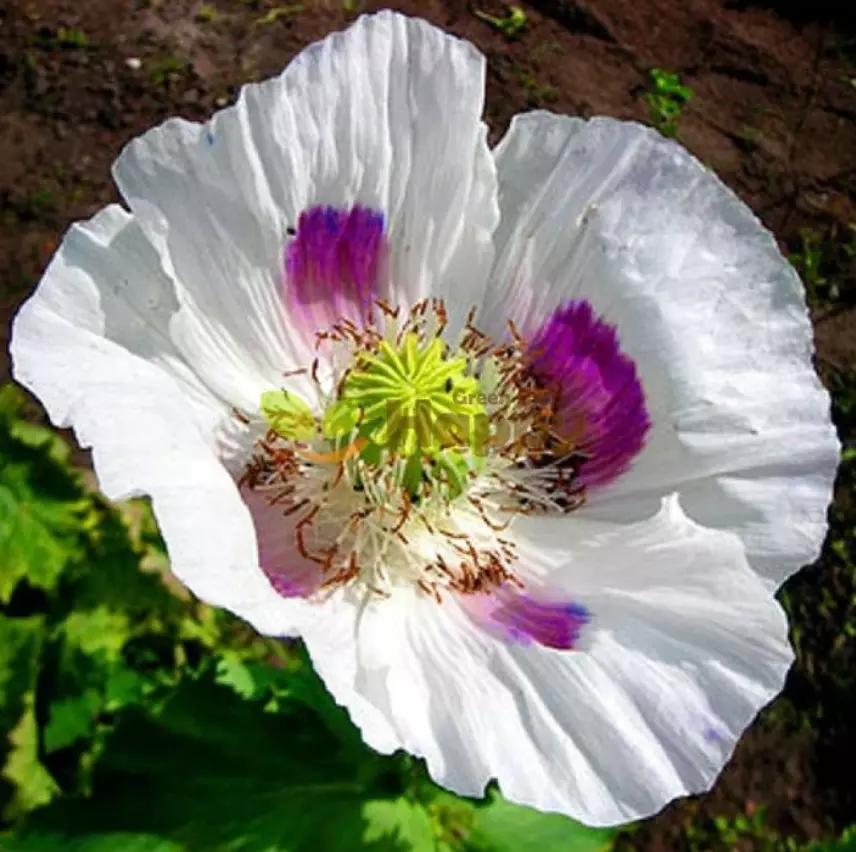 Poppy WHITE TASMANIAN Breadseed Poppy somniferum Large Pods Organic 1000... - $9.67