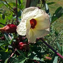 New Jamaica Sorrel Roselle Hibiscus Sabdariffa Herb Seeds Fresh USA Garden - £8.62 GBP