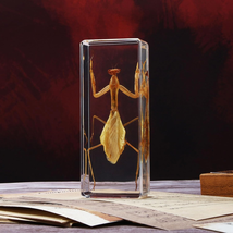 Taxidermy Praying Mantis Insect in Resin, 4.3 X 1.7 X 1.1 Inches Real Bu... - €34,81 EUR
