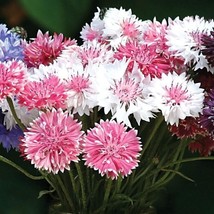 US Seller 50 Romance Mix Bachelor&#39;s Button Seeds Annual Seed - £8.11 GBP