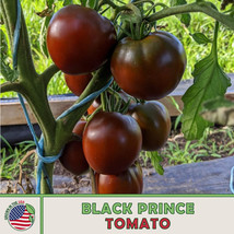 US Seller 10 Black Prince Tomato Seeds, Heirloom, Non-Gmo - £7.43 GBP