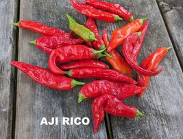 SEEDS -Premium Hot Pepper  Aji Rico Aji Blondie Aji Ethiopian Fire Spicy Flavors - $6.39+