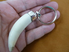 g990-2 Big 2.7&quot; GATOR Alligator Tooth Teeth SILVER CAP capped Keychain key chain - £132.20 GBP