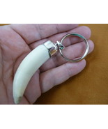 g990-2 Big 2.7&quot; GATOR Alligator Tooth Teeth SILVER CAP capped Keychain k... - $230.64 CAD