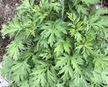 Set of 10 +live  Artemisia vulgaris Mugwort - Cay Ngai Cuu -health roote... - £7.82 GBP