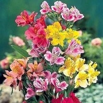 25 Alstroemeria Dr. Salter&#39;s Mix Flower Seeds Peruvian Lily - £7.79 GBP