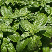 US Seller Emily Basil Seeds Ocimum Basilicum 30 Seeds Fast Shipping - $22.95