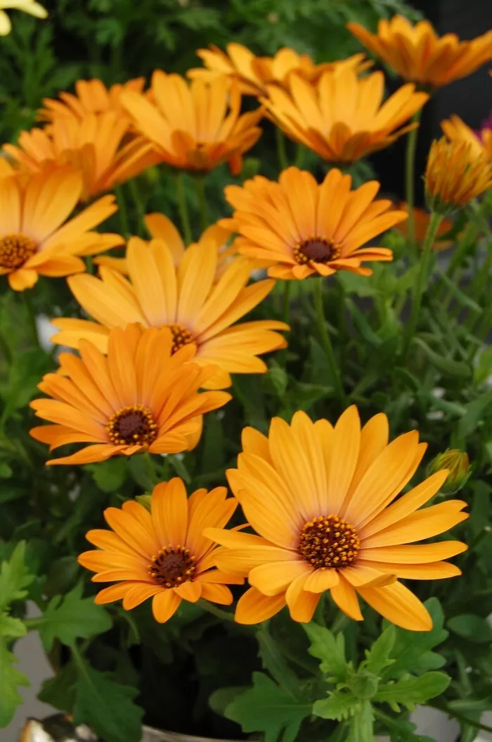 200 Yellow Cape Daisy Seeds Planting Fast US Shipping - $10.96