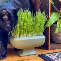 CAT GRASS SEEDS Multi Purpose Plant. . 50+ seeds - $7.98