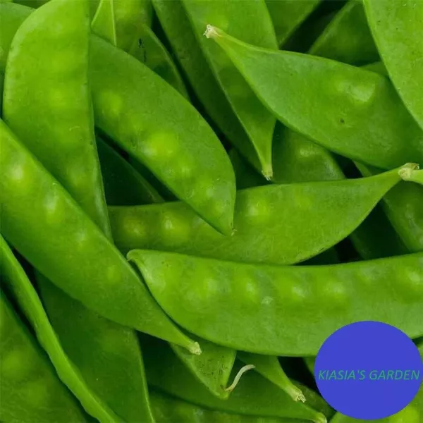 20+ Oregon Sugar Pod Ii Snow Pea Seed Non Gmo Fresh Garden - £6.92 GBP