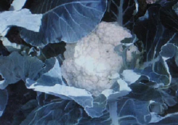 Cauliflower Self Blanche 50 Seeds Large Head - $6.18