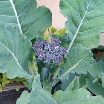 Di Cicco Sprouting Broccoli Vegetable Seeds Garden - £9.63 GBP