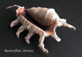 Scorpio Spider Conch Shell Lambis Scorpius Framed Taxidermy Double Glass Display - £50.59 GBP