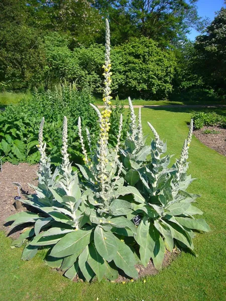 Bulk 100 Seeds Mullein Seed Ornamental Plant Flowering Heirloom Non Gmo Open Gar - $21.98