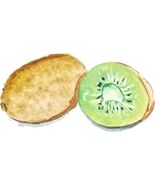 Decal Vinyl Sticker Kiwi - Printed Vinyl Decal Made in USA - $6.95+