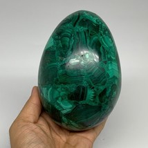 3.86 lbs, 5.2&quot;x3.6&quot;, Natural Solid Malachite Egg Polished Gemstone @Congo, B3279 - £1,112.20 GBP