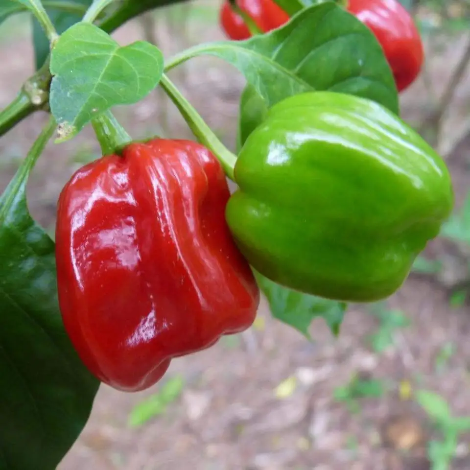 SYST 10 Seeds Heirloom Aji Combo Pepper Many Unusual Varieties - £6.76 GBP