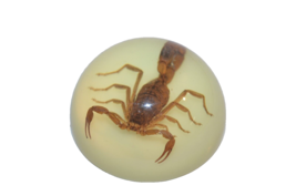 Scorpion Paperweight REAL TAXIDERMIST Lucite Glow in the Dark Bug insect - $14.85