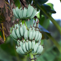 Musa - Ice Cream Banana Tree Live Plant (Blue Java) - Home and Gardening - £130.61 GBP