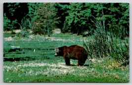 Beautiful Black Bear Postcard M23 - £4.78 GBP
