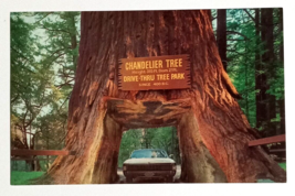 Chandelier Drive-Thru Tree Redwoods Leggett California CA UNP Postcard c1970s - $6.99