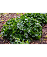 10 Wild Ginger Seeds (Asarum canadense) | Use: Ground Cover &amp; Spice - £4.42 GBP
