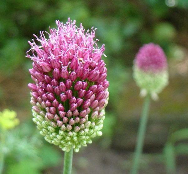 Allium Sphaerocephalon Round Headed Leek Or Garlic Ball Head Onion 10 Se... - $31.58
