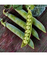 KKG 30 Green Arrow English Pea Seeds Pods Garden Vegetable Seeds Non Gmo... - $203.52 MXN