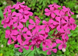 1000 Pink CATCHFLY Flower Seeds None So Pretty - $7.49