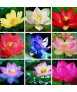 SD 20Pcs Mixed Color The Sacred Bonsai Lotus Flower Seeds Indoor Garden ... - $20.11