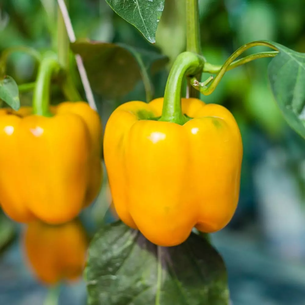 SYST 50 Seeds Golden Cal Wonder Sweet Bell Pepper Heirloom Catalog Home Garden - $9.15