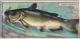 Cowan Co Toronto Card Lake Catfish Canadian Fish - $9.89