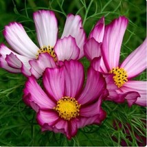 Fresh Seeds Candystripe Cosmos Flower Seed Beautiful Stunning 30 Seeds - $15.50