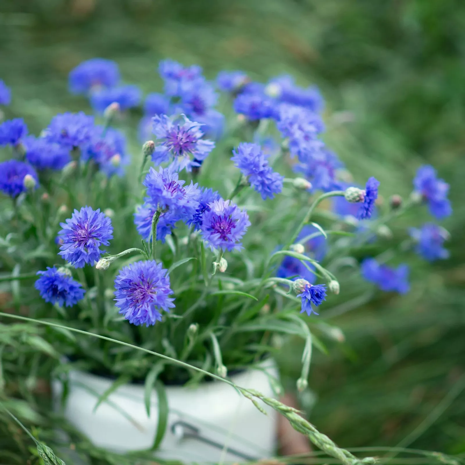 100 Seeds Bachelor Button &quot;Blue Cornflower Flower - $7.98