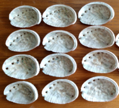 Lot of 12 small 3.5 Inch Baby Abalone Shells  3 1/2&quot; - £26.74 GBP