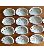 Lot of 12 small 3.5 Inch Baby Abalone Shells  3 1/2&quot; - £26.63 GBP