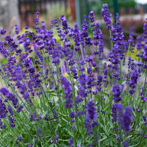 100 Fragrant True Lavender ‘Hidcote’ Seeds Blue Strain Lavandula angustifolia - $11.90