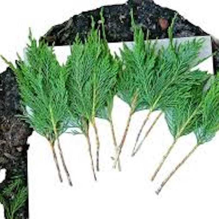 5 Leyland Cypress Tree Cuttings Fresh Privacy Screen Tree Landscaping He... - $17.60
