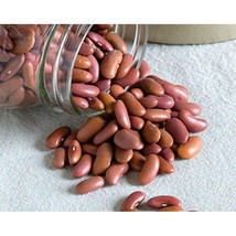 Usa Seller Light Red Kidney Bean Seeds Fast Shipping - £10.73 GBP