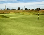 1 Oz Pure Select Creeping Bentgrass Seed Golf Putting Greens No Grain Mow - $18.00
