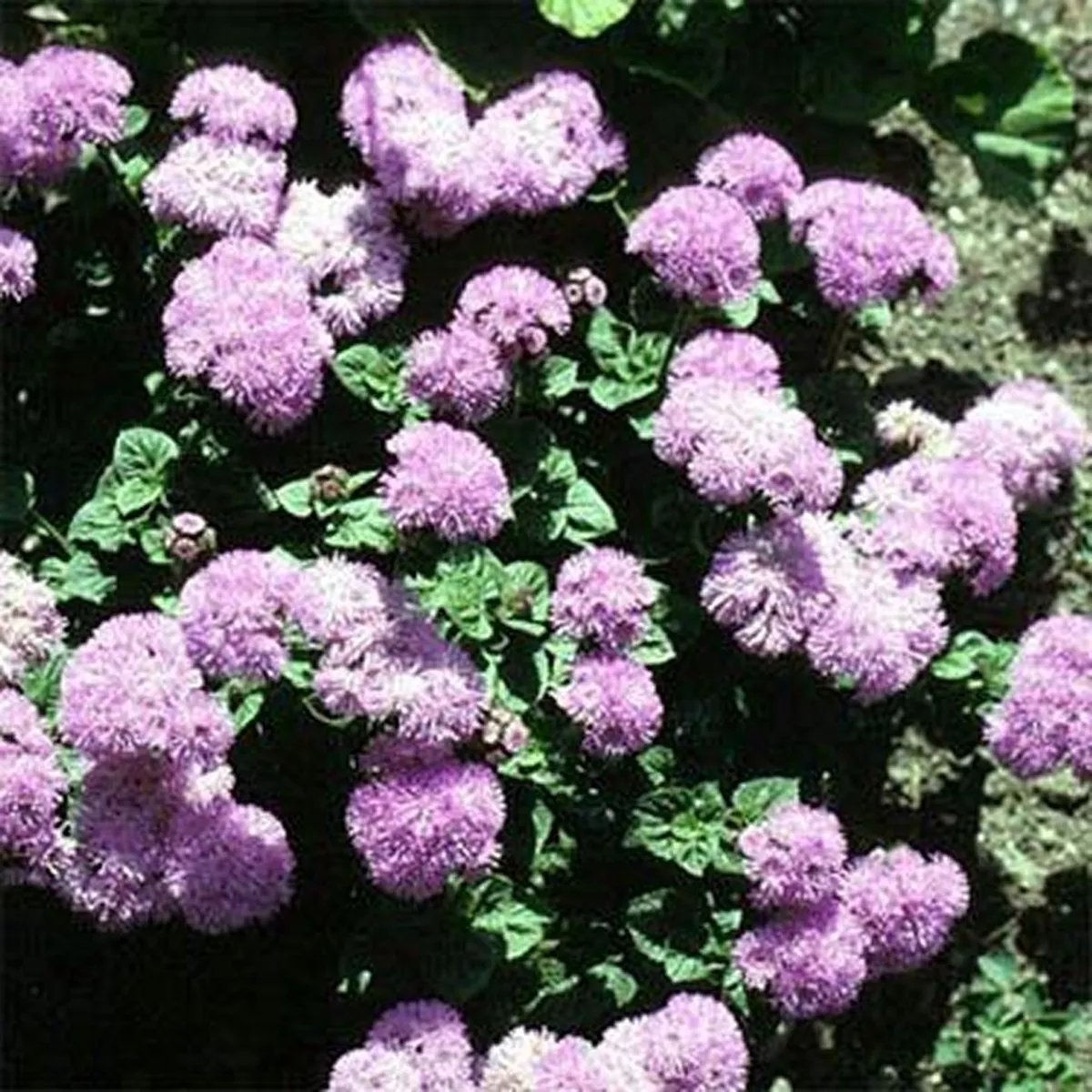 200 Seeds Ageratum Pink - £7.68 GBP