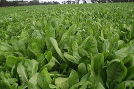 FA Store 500 Broad Leaf Chicory Seeds  Non Gmo Fresh - £6.33 GBP