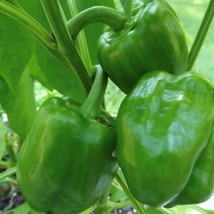 Emerald Giant Pepper Seeds Sweet Gardening USA Shipping - £7.88 GBP