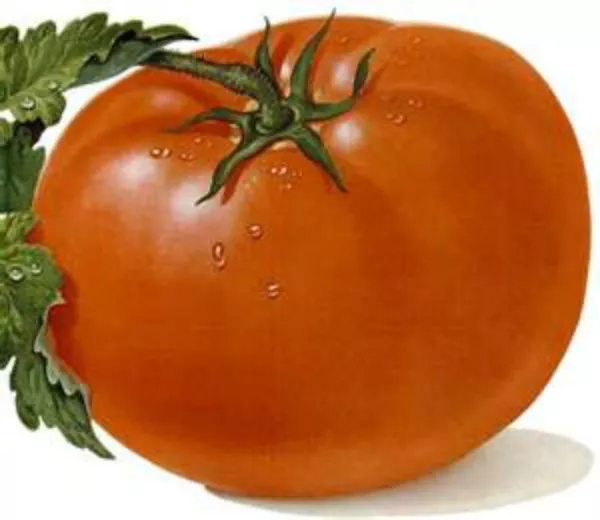 USA Seller FreshCambell&#39;S Soup Tomato 20 Seeds We Sell Over 300 Types Of... - $13.98