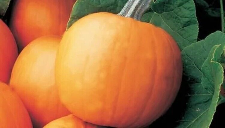 Primary image for 10 Seeds Pumpkins Smoothies Orange Smooths And Perfect Gloves Withe Green Handle