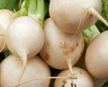 Shogoin Japanese Turnip Seeds White Hakurei Asian Vegetable Plant Seed  - $5.93
