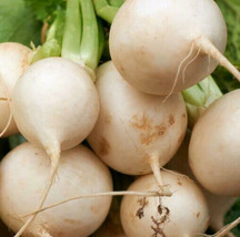 Shogoin Japanese Turnip Seeds White Hakurei Asian Vegetable Plant Seed  - £4.64 GBP