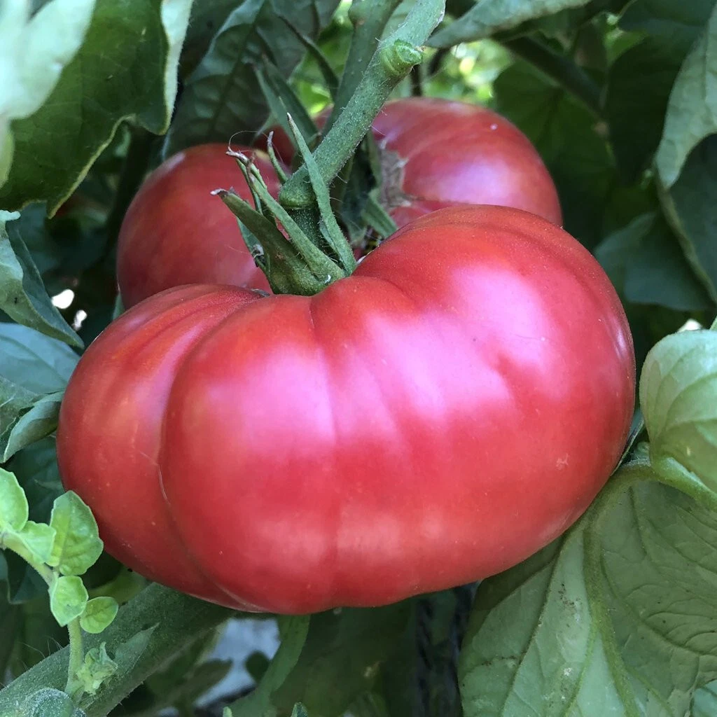 50 Seeds Kolb Tomato Tomatoe Vegetable Garden Edible Food - $9.63