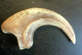 9 INCH RAPTOR CLAW JURASSIC DINOSAUR FOSSIL BONE REPLICA TALON RELIC UTA... - $27.67